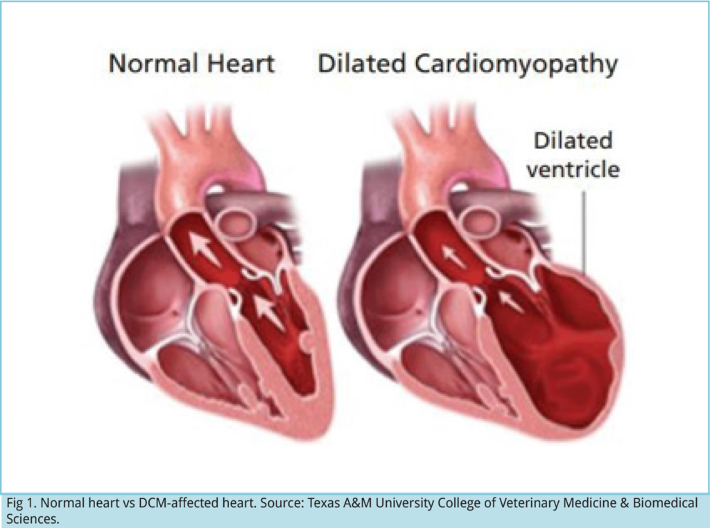 Dilated Cardiomyopathy in Dogs: A 