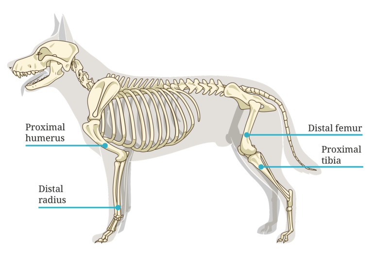 Precision oncology - treatment of canine osteosarcoma | Galenicamed