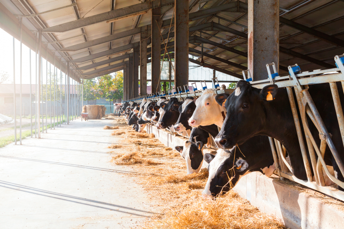 Bovine Tuberculosis Galenicamed   Shutterstock 344798585 1100x733 