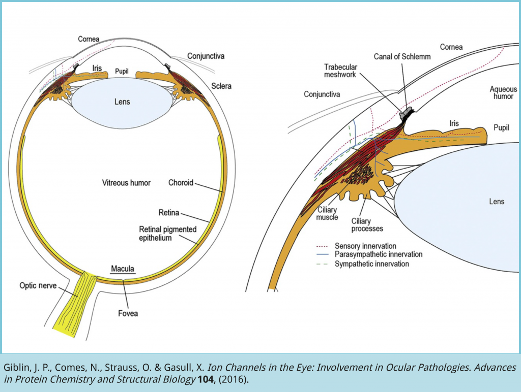 Other Glaucoma Causes: Poor Blood Flow, Optic Nerve Damage